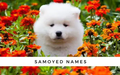 Samoyed Names for Your Smiling Pup